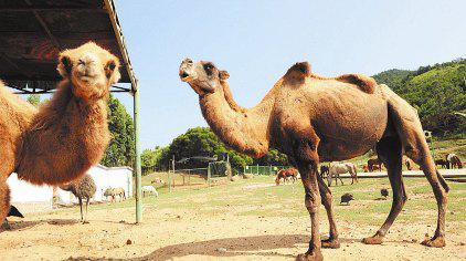 ����Ұ������԰